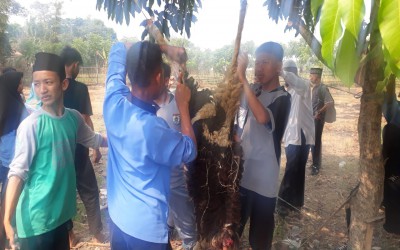 Pembelajaran Ibadah Qurban Di MAN 4 Tangerang